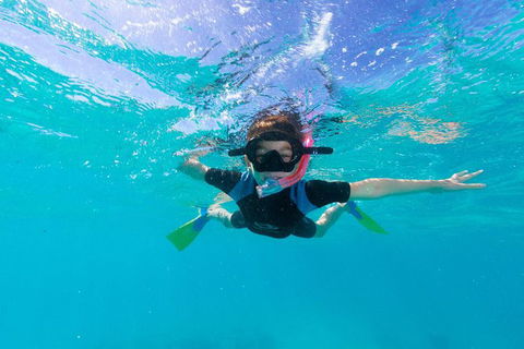 Swim With Whale Sharks- The Largest Fish In The World! - Accommodation Adelaide 19