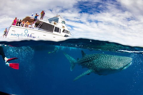 Swim With Whale Sharks- The Largest Fish In The World! - Accommodation Adelaide 35