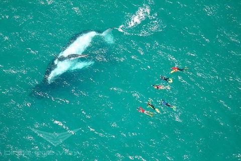 Humpback Whale Swim Tour - Accommodation Adelaide 1