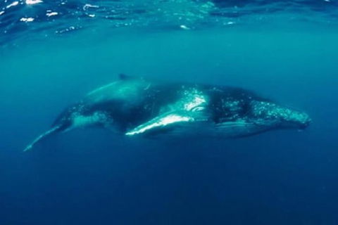 Humpback Whale Swim Tour - Accommodation Adelaide 0