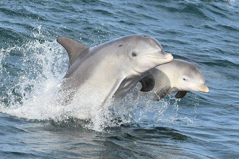 Mandurah Dolphin And Scenic Marine Cruise - Accommodation Adelaide 12