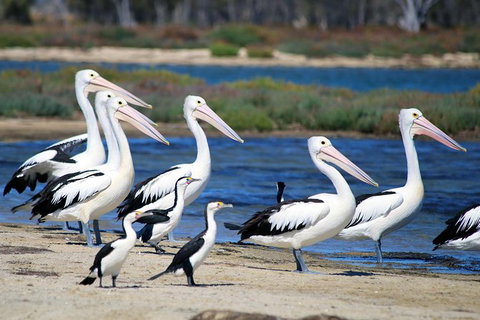 Mandurah Dolphin And Scenic Marine Cruise - Accommodation Adelaide 7