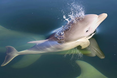 Mandurah Dolphin And Scenic Marine Cruise - Accommodation Adelaide 4