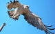 Mandurah Dolphin And Scenic Marine Cruise - thumb 11