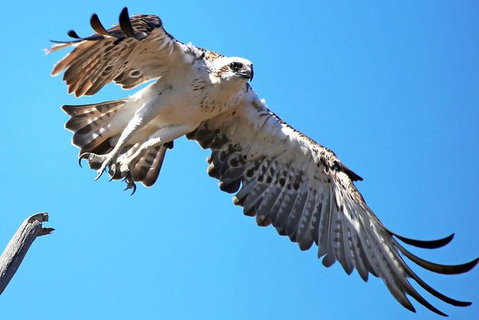 Mandurah Dolphin And Scenic Marine Cruise - Accommodation Adelaide 11