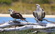 Mandurah Dolphin Island Adventure - thumb 4