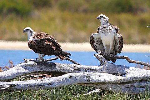 Mandurah Dolphin Island Adventure - Accommodation Adelaide 4
