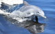 Mandurah Dolphin Island Adventure - thumb 14