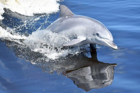 Mandurah Dolphin Island Adventure - Accommodation Adelaide 14