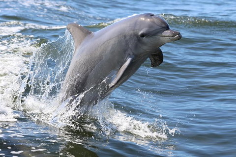 Mandurah Dolphin Island Adventure - Accommodation Adelaide 11