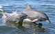 Mandurah Dolphin Island Adventure - thumb 6