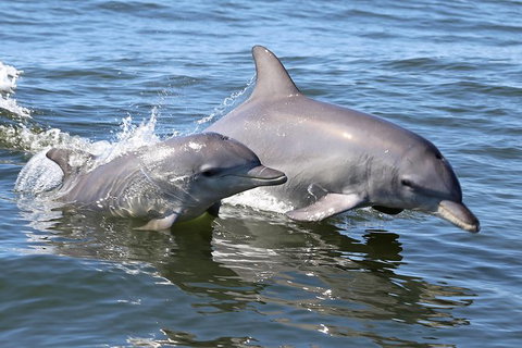 Mandurah Dolphin Island Adventure - Accommodation Adelaide 6