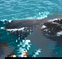 Augusta Whale Watching Eco Tour - Accommodation Adelaide