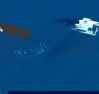 Humpback Whale Swim Ningaloo Reef - Accommodation Adelaide