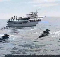 Busselton Whale Watching Eco Tour - Accommodation Adelaide