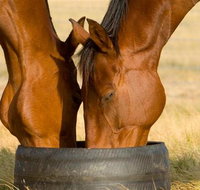 Champion Racehorse Tour with Beer and Wine Tasting - Accommodation Adelaide