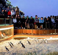 Small-Group Phillip Island Day Trip from Melbourne - Accommodation Adelaide