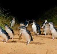 Phillip Island  Maru Koala and Animal Park Full-day Tour - Accommodation Adelaide
