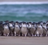 Premium Penguin Express Tour from Melbourne - Accommodation Adelaide