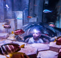 SEA LIFE Melbourne Aquarium Admission Ticket - Accommodation Adelaide