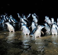 Private Phillip Island Penguin Parade Tour - Accommodation Adelaide