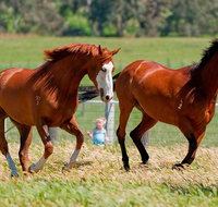 Living Legends Champion Racehorse Guided Tour - Accommodation Adelaide
