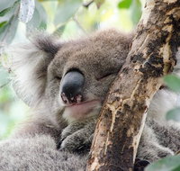 Great Ocean Road Reverse Itinerary and Phillip Island 2 Day Wildlife Encounter - Accommodation Adelaide