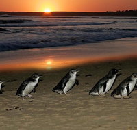 Phillip Island Penguin Parade Day Trip with Koala Park - Accommodation Adelaide