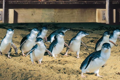 Half Day Phillip Island Penguin Parade PLUS Tour - Accommodation Adelaide 0
