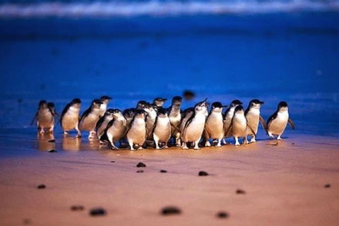 Half Day Phillip Island Penguin Parade PLUS Tour - Accommodation Adelaide 1