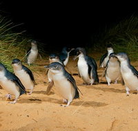 Private Tour to Phillip Island with Ranger Guided Experience - Accommodation Adelaide
