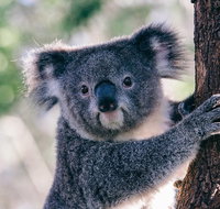 Private Tour Healesville Sanctuary Wildlife  Puffing Billy Steam Train - Accommodation Adelaide