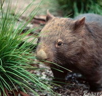 Private Nocturnal Wildlife Tour from Melbourne - Accommodation Adelaide