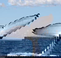 Phillip Island Whale Watching Tour - Accommodation Adelaide
