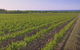 Macedon Ranges Small Group Wine Tour With 2 Course Lunch And Morning Tea - thumb 1
