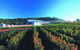 Macedon Ranges Small Group Wine Tour With 2 Course Lunch And Morning Tea - thumb 4