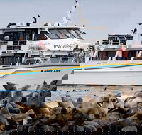 Phillip Island Seal-Watching Cruise - Accommodation Adelaide