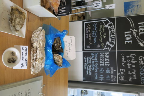 Bruny Island All Inclusive Gourmet Day Trip From Hobart - Accommodation Adelaide 12