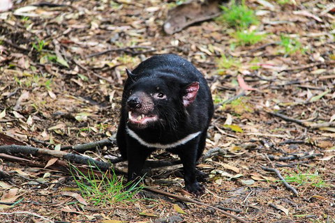 5-Day Best Of Tasmania Tour From Hobart - Accommodation Adelaide 8