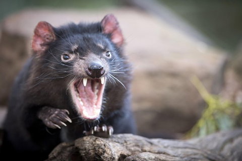 Port Arthur And Tassie Devils Active Day Tour From Hobart - Accommodation Adelaide 0