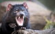 Port Arthur And Tassie Devils Active Day Tour From Hobart - thumb 2