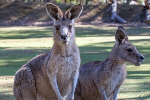 Port Arthur And Tassie Devils Active Day Tour From Hobart - Accommodation Adelaide 10