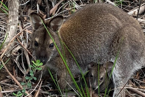 Wineglass Bay And Freycinet National Park Active Day Trip From Hobart - Accommodation Adelaide 32