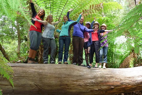 Mt Field National Park Active Day-Trip Including Bonorong And Mt Wellington - Accommodation Adelaide 4