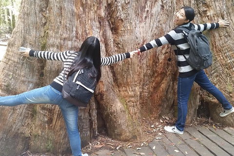 Mt Field National Park Active Day-Trip Including Bonorong And Mt Wellington - Accommodation Adelaide 8