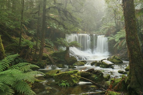 Mt Field National Park Active Day-Trip Including Bonorong And Mt Wellington - Accommodation Adelaide 10