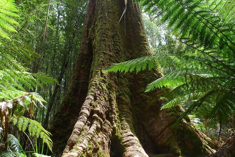 Mt Field National Park Active Day-Trip Including Bonorong And Mt Wellington - Accommodation Adelaide 11