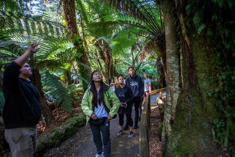 Mt Field National Park Active Day-Trip Including Bonorong And Mt Wellington - Accommodation Adelaide 5