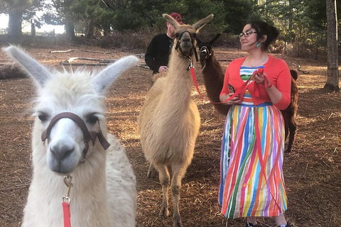 Unguided Family Llama Walk - Accommodation Adelaide 1