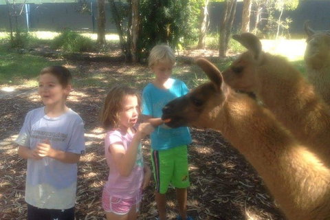 Unguided Family Llama Walk - Accommodation Adelaide 0